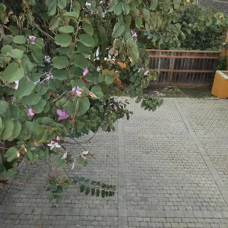 Atlantic Views טקורונטה